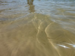 魚がいる湖も（見えるかな。。。）乾期、この魚たちがどうしているかは未だ謎らしい。。。